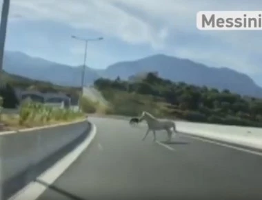Καλαμάτα: Οδηγούσαν στον περιφερειακό και είδαν ξαφνικά μπροστά τους... δύο άλογα! (φωτό, βίντεο)